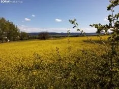 Cultivos de colza entre Gormaz y Quintanas de Gormaz.