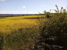 Cultivos de colza entre Gormaz y Quintanas de Gormaz.