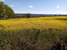 Cultivos de colza entre Gormaz y Quintanas de Gormaz.