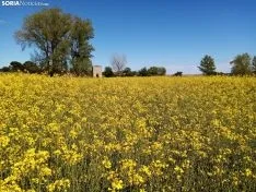 Cultivos de colza entre Gormaz y Quintanas de Gormaz.