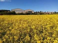 Cultivos de colza entre Gormaz y Quintanas de Gormaz.