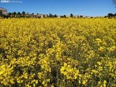 Cultivos de colza entre Gormaz y Quintanas de Gormaz.