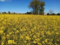 Cultivos de colza entre Gormaz y Quintanas de Gormaz.