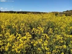 Cultivos de colza entre Gormaz y Quintanas de Gormaz.