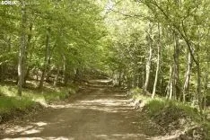 Presentación del proyecto LIFE Soria ForestAdapt. /Encarna Muñoz