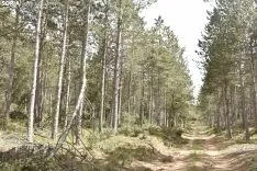 Presentación del proyecto LIFE Soria ForestAdapt. /Encarna Muñoz