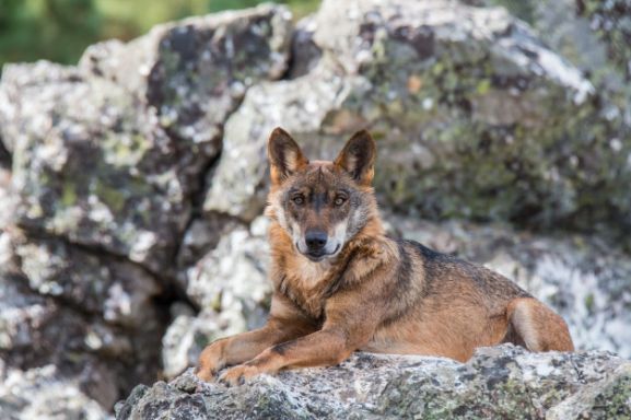 El Consejo de Ingenieros Agrónomos apoya la protección del lobo ibérico