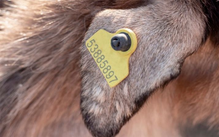 La Junta gastará 1,7 M&euro; en aquirir material para la identificación individual de animales de las especies ovina, caprina y bovina