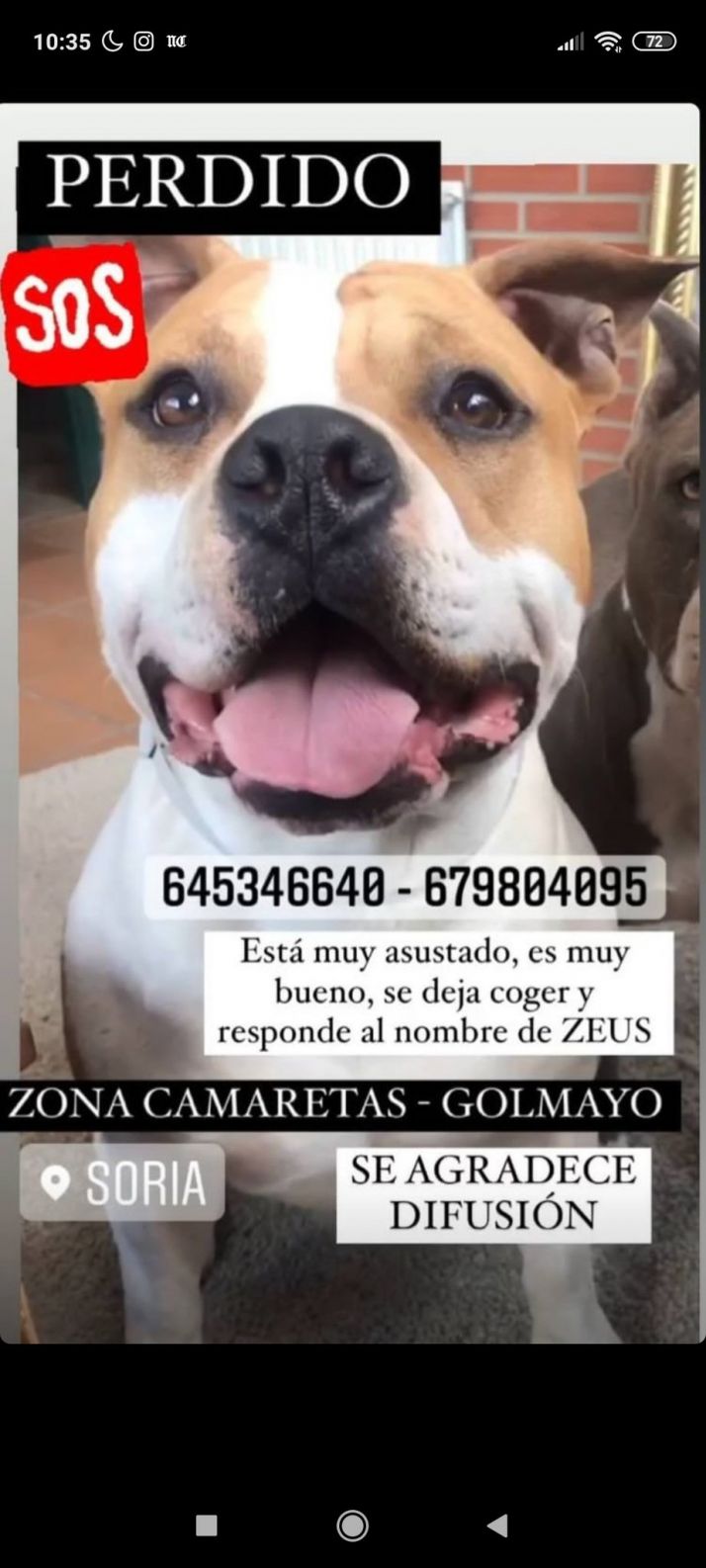 Desaparece un perro en Soria