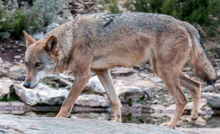 Las regiones que gestionan el 95% de los lobos piden rigurosidad al Gobierno y que no ioncluya a este cánido en el LESPRE