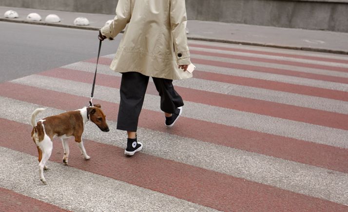 El alcalde burgense llama a la responsabilidad en la tenencia de perros
