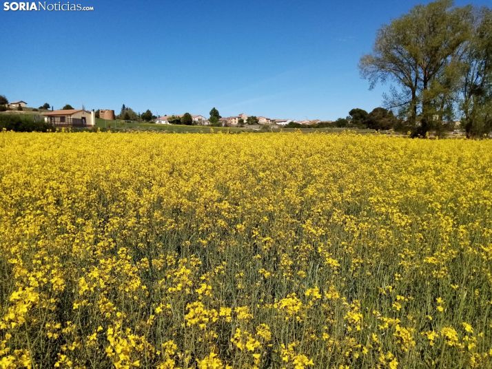 Cultivos de colza entre Gormaz y Quintanas de Gormaz.