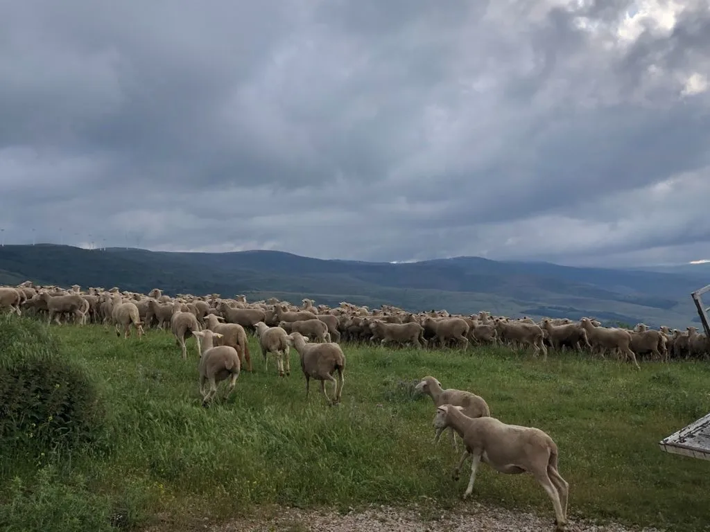 Foto 11 - Los &uacute;ltimos reba&ntilde;os de merinas trashumantes regresan a Tierras Altas