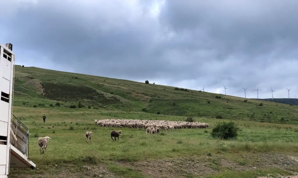 Foto 8 - Los &uacute;ltimos reba&ntilde;os de merinas trashumantes regresan a Tierras Altas