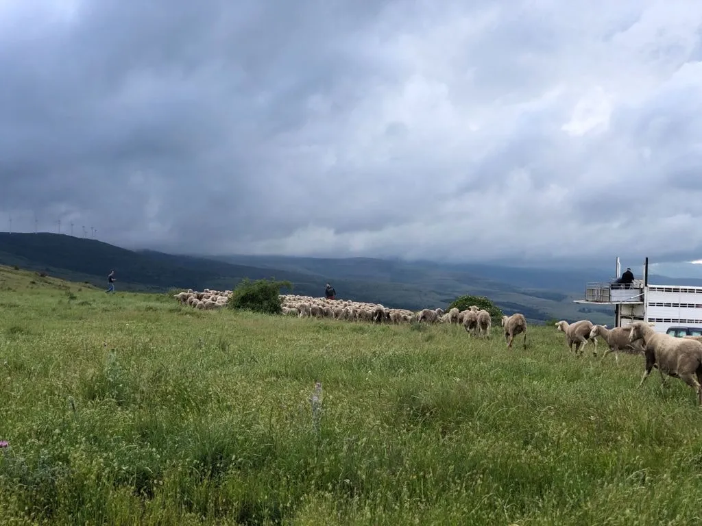 Foto 7 - Los &uacute;ltimos reba&ntilde;os de merinas trashumantes regresan a Tierras Altas