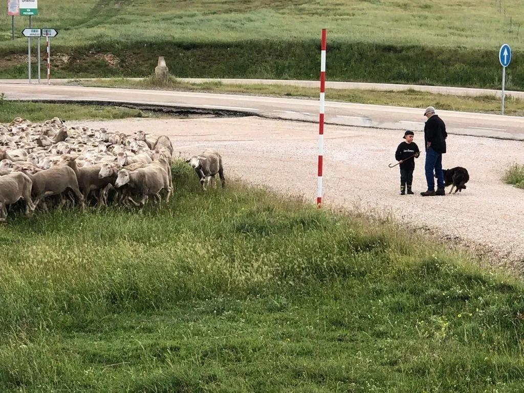 Foto 2 - Los &uacute;ltimos reba&ntilde;os de merinas trashumantes regresan a Tierras Altas