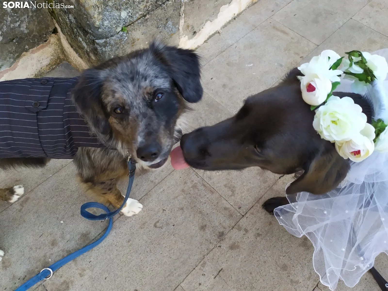 Boda perruna de Ellcrys e Isga.