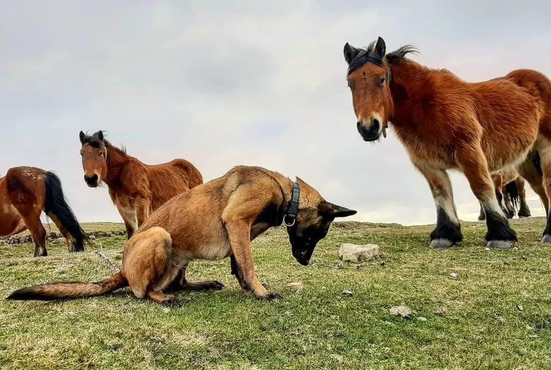 Foto 2 - CSIF solicita a la Junta la creaci&oacute;n de unidades caninas para la protecci&oacute;n del medio ambiente