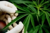 Cultivo de cannabis terapéutico.