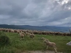 Foto 11 - Los &uacute;ltimos reba&ntilde;os de merinas trashumantes regresan a Tierras Altas