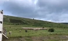 Foto 8 - Los &uacute;ltimos reba&ntilde;os de merinas trashumantes regresan a Tierras Altas
