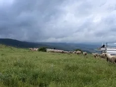Foto 7 - Los &uacute;ltimos reba&ntilde;os de merinas trashumantes regresan a Tierras Altas
