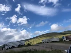 Foto 5 - Los &uacute;ltimos reba&ntilde;os de merinas trashumantes regresan a Tierras Altas