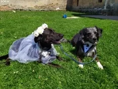 Boda perruna de Ellcrys e Isga.