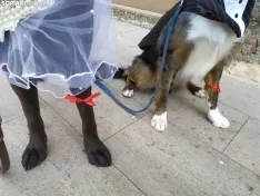 Boda perruna de Ellcrys e Isga.