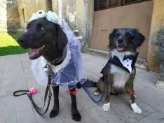 Boda perruna de Ellcrys e Isga.