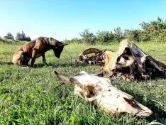 Foto 3 - CSIF solicita a la Junta la creaci&oacute;n de unidades caninas para la protecci&oacute;n del medio ambiente