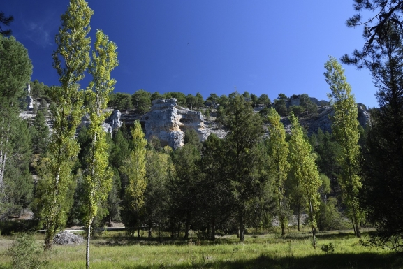 Soria estudia el daño que el cambio climático hace a los bosques