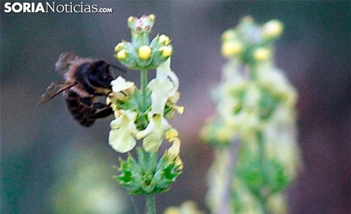Incrementan un 70 % el presupuesto de las ayudas para la mejora de la producción y comercialización de la miel