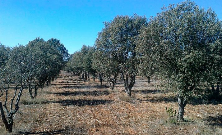 Castilla y León celebrará el Día Mundial del Medio Ambiente destacando las 12.000 hectáreas de árboles plantados cada año