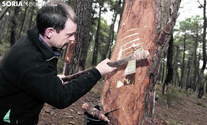 Aprobadas las ayudas provinciales al sector de la resina por 130.000 euros