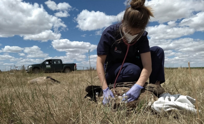 El carbofurano, causa de la muerte de decenas de buitres en Monterrubio de Armuña (Salamanca)