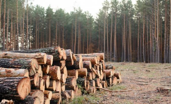 El Ayuntamiento aprueba un nuevo pliego para provechamiento maderable