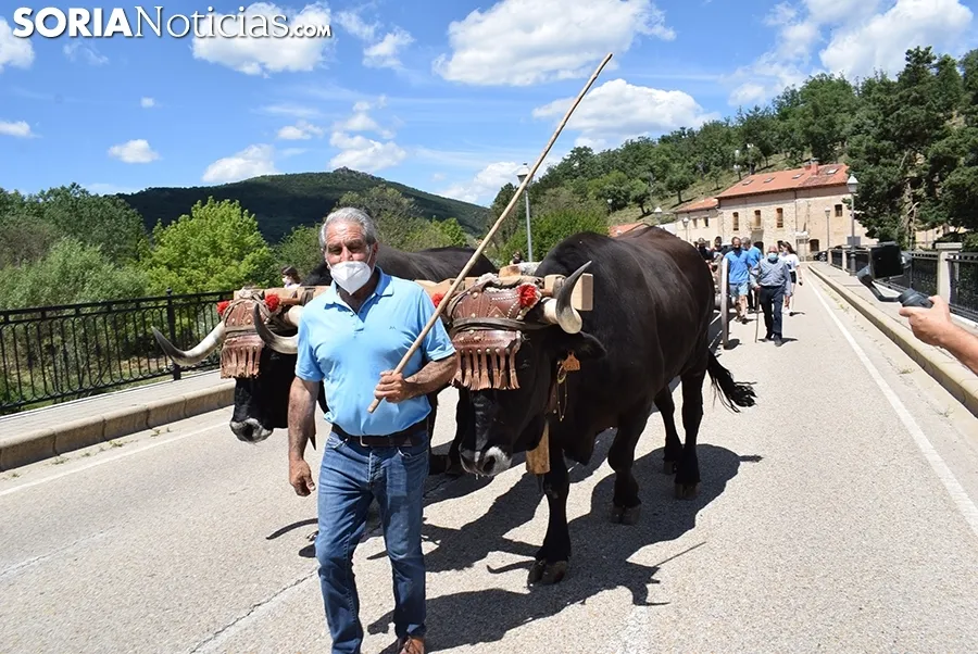 Bajada de pinos en carreta hasta Molinos de Duero.