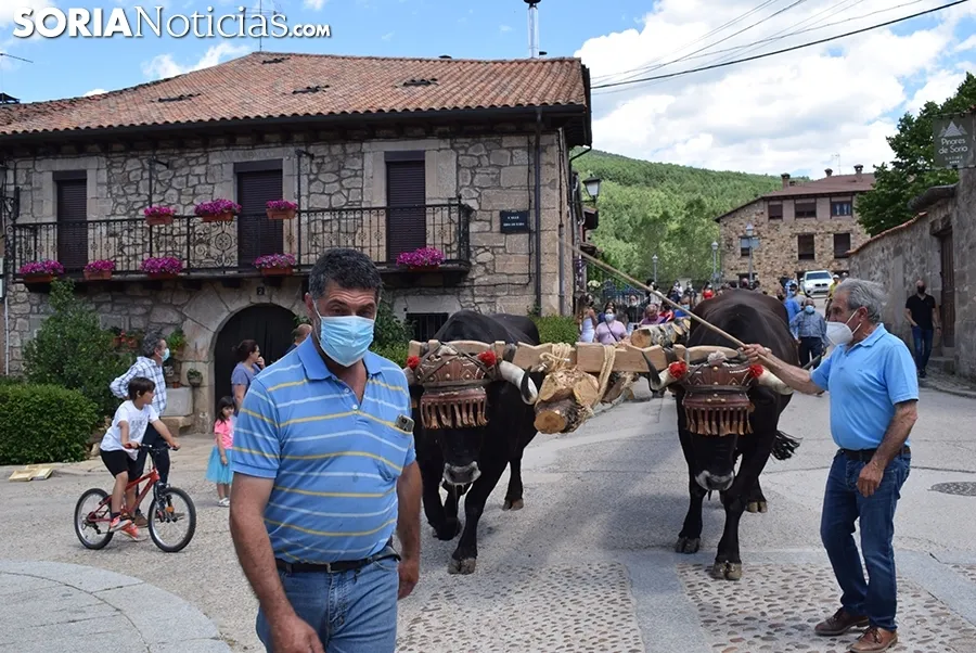 Bajada de pinos en carreta hasta Molinos de Duero.