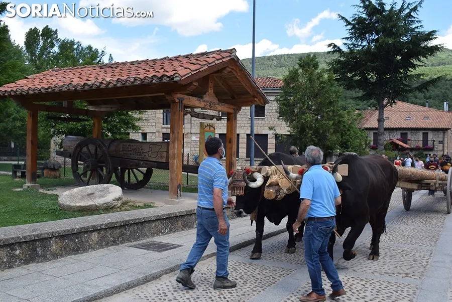 Bajada de pinos en carreta hasta Molinos de Duero.