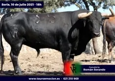 Foto 7 - Serios 'sorandos' para el cartelazo de este s&aacute;bado en Soria