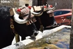 Bajada de pinos en carreta hasta Molinos de Duero.