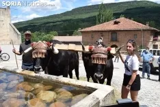 Bajada de pinos en carreta hasta Molinos de Duero.
