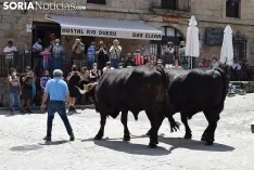 Bajada de pinos en carreta hasta Molinos de Duero.