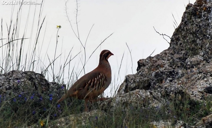 La junta directiva de la sociedad San Saturio responde sobre su proceso electoral