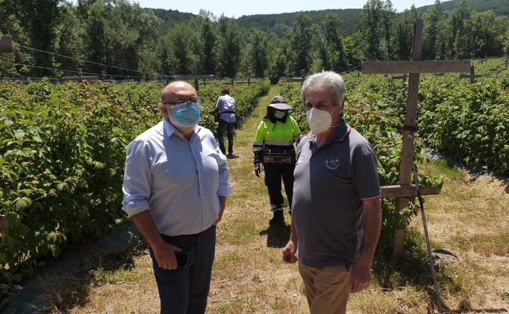 EMPLEO: El Royo necesita mano de obra para la recogida de la frambuesa