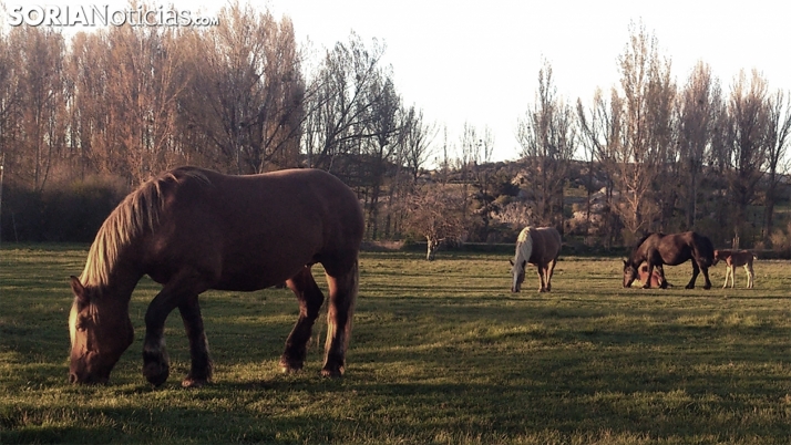 La producción de carne de caballo en el norte de España, una actividad ventajosa 