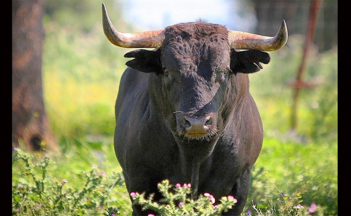 Los miuras se estrenarán en Soria en septiembre 