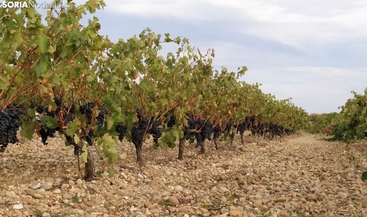 Ruta en moto por Castilla y León: La afamada Ribera del Duero