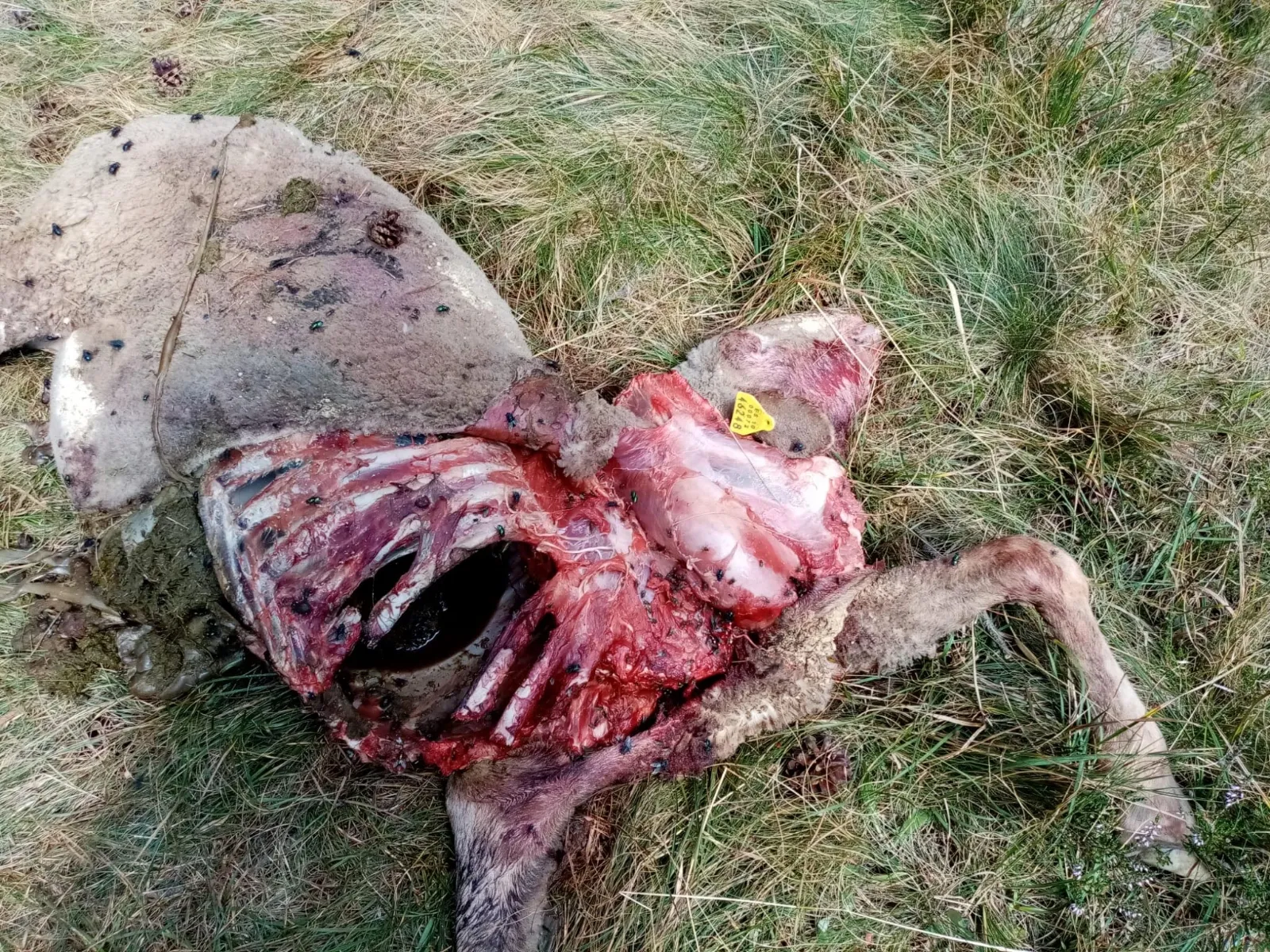 Uno de los animales muertos tras ser atacado por lobos. /UPA Soria